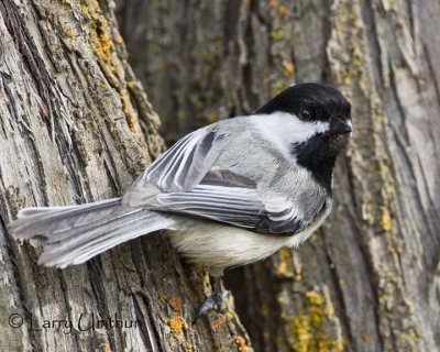 Black-capped Chickadee