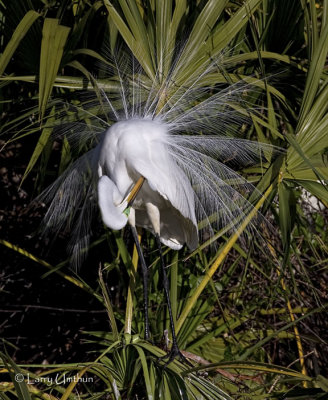 Great Egret