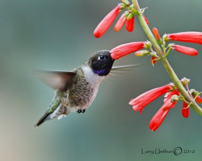 Black-chinned Hummingbird