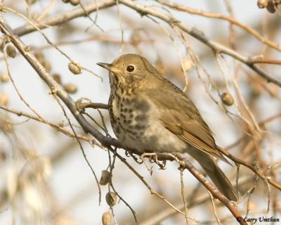 Hermit Thrush