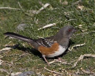 Spotted Towhee