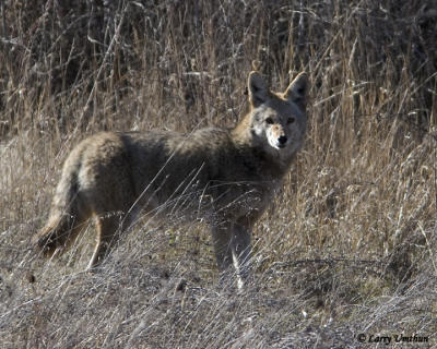g3/62/510362/3/56772013.8244cOYOTEleu21706.jpg