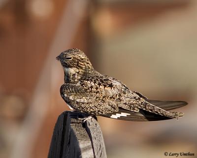 Common Nighthawk