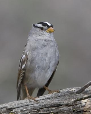 White-crowned Sparrow