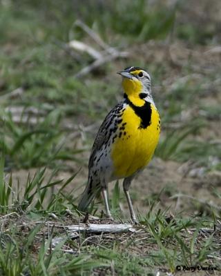 Western Meadowlark