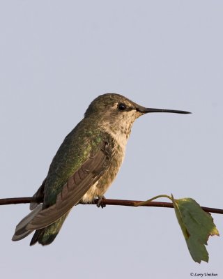 Anna's Hummingbird