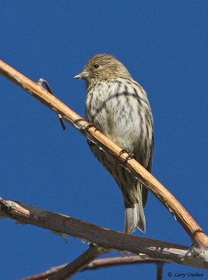 Pine Siskin