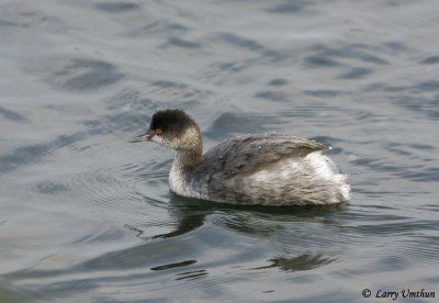 Eared Grebe