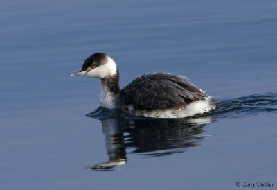 Horned Grebe