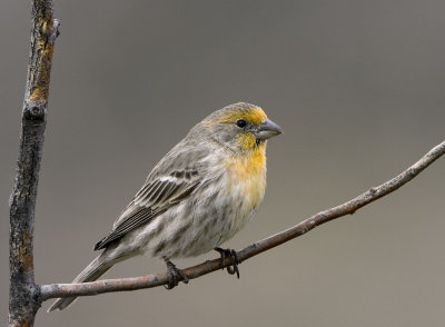 House Finch