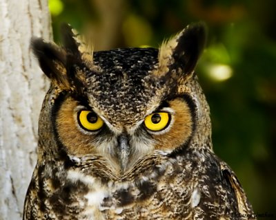 Great Horned Owl