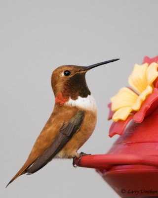 Rufous Hummingbird