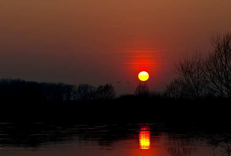 Sunset With Swans