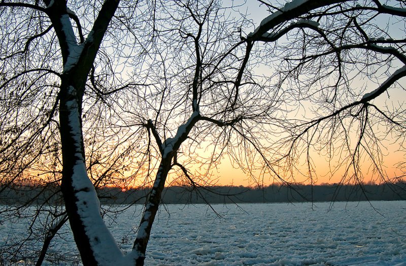 Sun Setting In The Tree