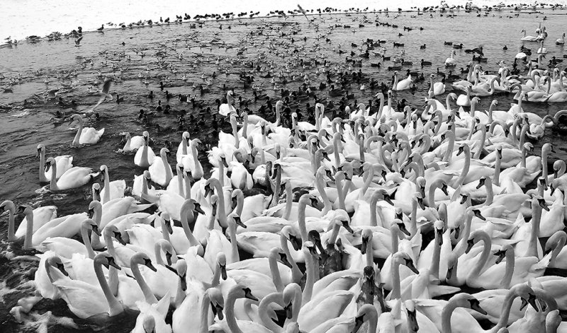  Winter Birds