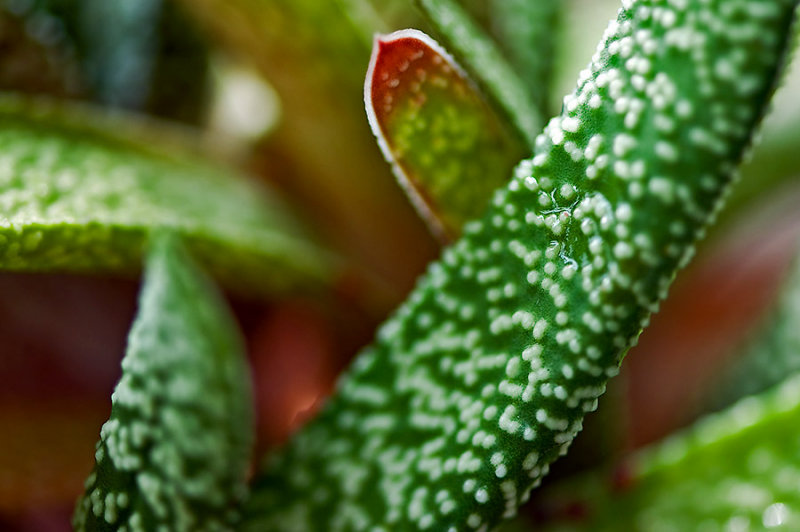 Green Macro