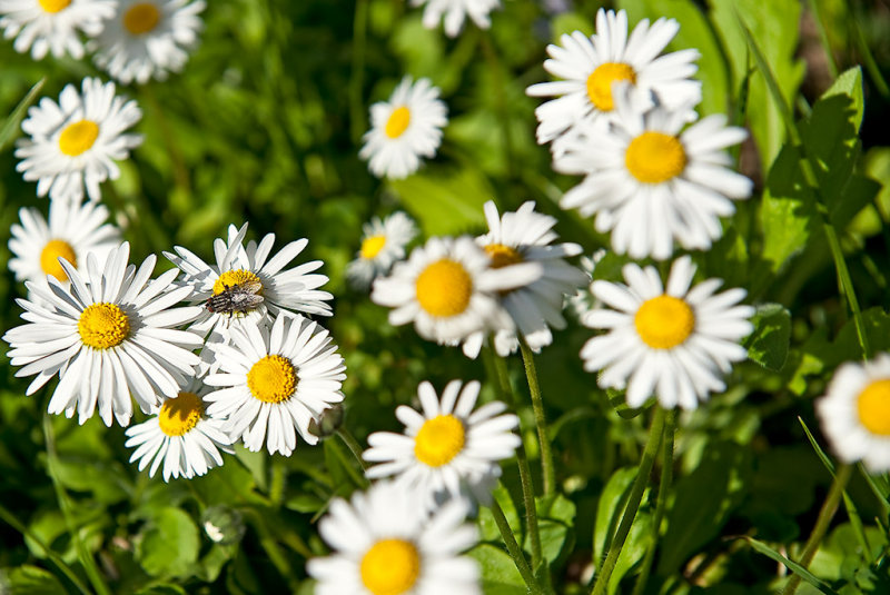 Daisies