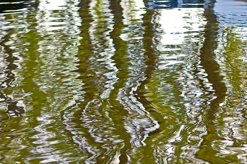 Green Reflections