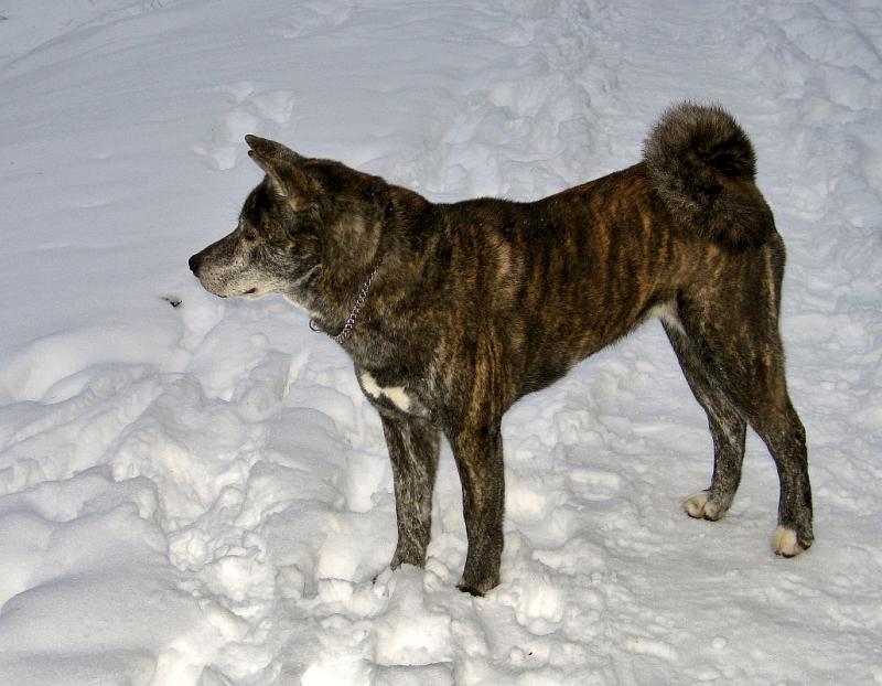 Akita On The Snow