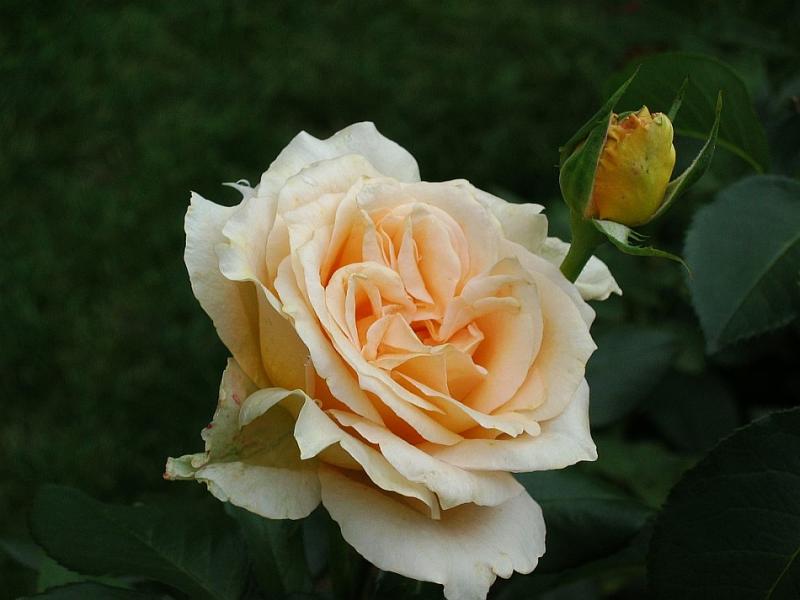 My Rose Of Old Kentucky