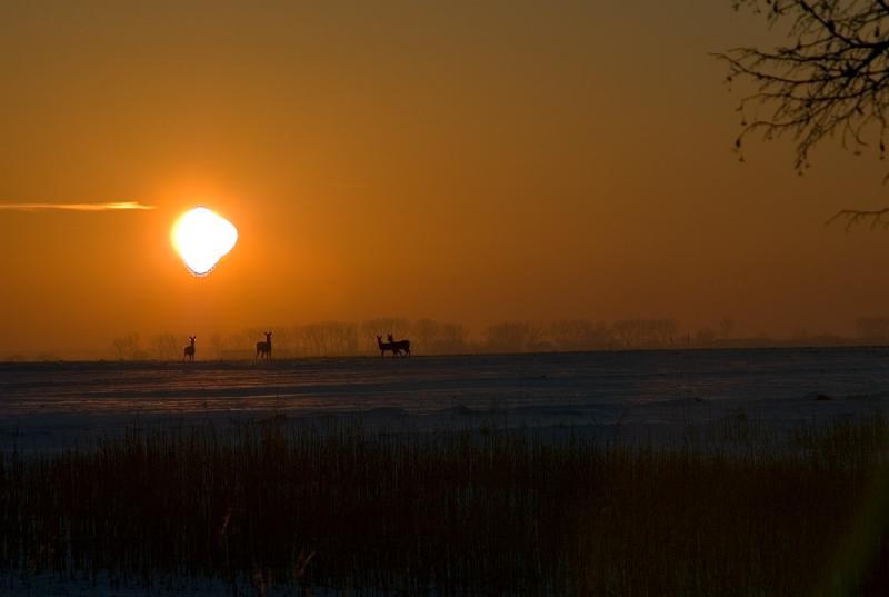 Roe-deer In The Sunset