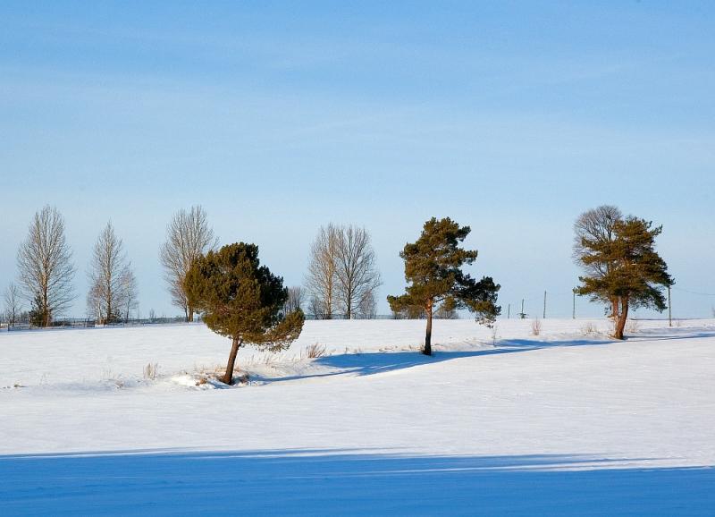 Three Pines In Winter