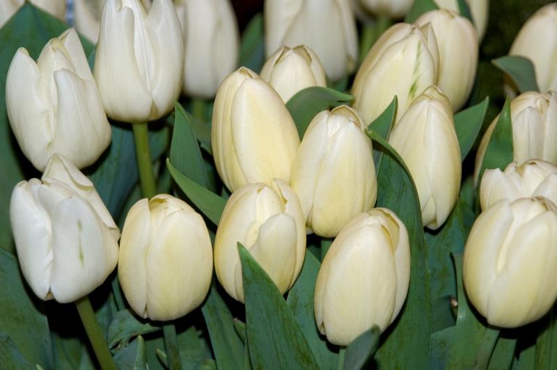 White Tulips