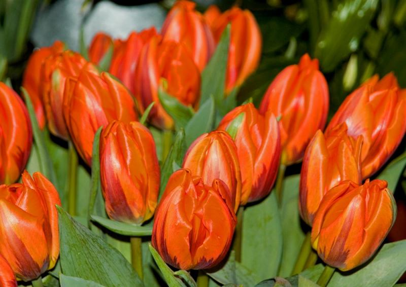 Red Tulips