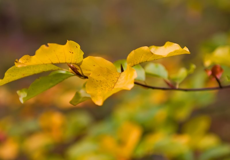 In Yellow Mood