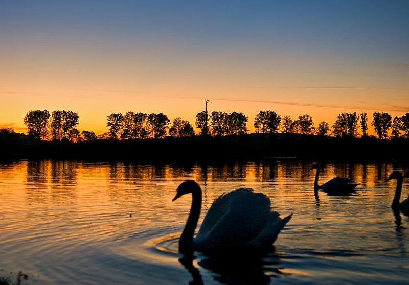 Evening Beauties