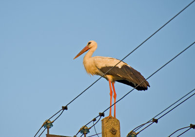 Powerful Stork