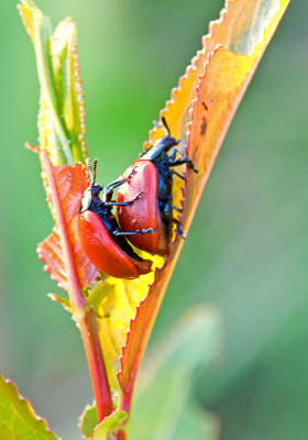 Red Bugs Mating