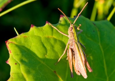 Grasshopper On The Leaf