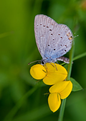 The Common Blue