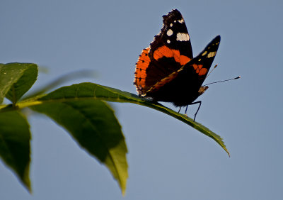  Red Admiral