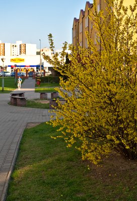 Forsythia Blooming For Easter