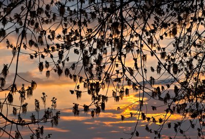 Spring Twigs In Sunset