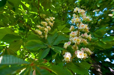 Double Chestnut Tree Blossom
