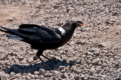 White-necked Raven