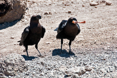 White-necked Ravens