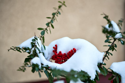 Red Berries' Smile