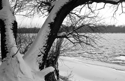 A Tree And Icy River