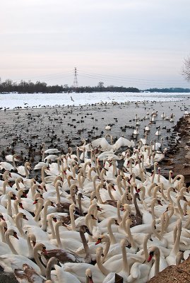Water Birds On Vistula River