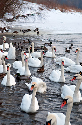 Swans On Winter River