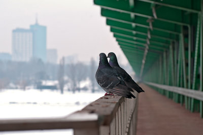 Urban Doves On The Bridge