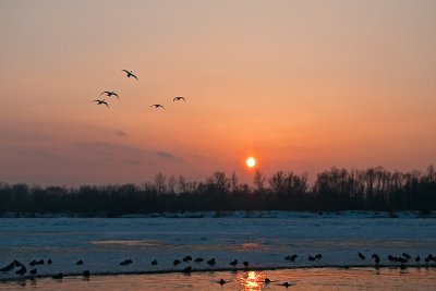 Swans At Sunset