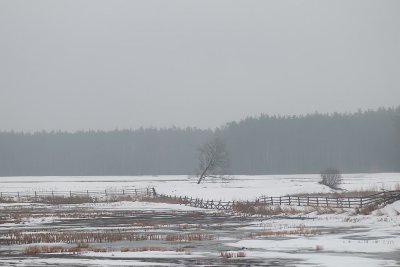 Fog On The Pond