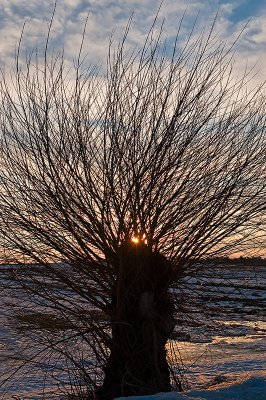 Sunset Behind Willow