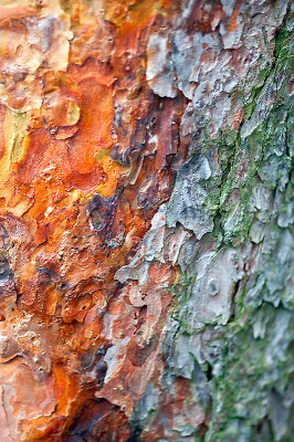 Pine Bark Different  Colors