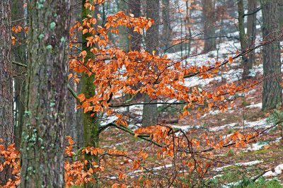 Autumn Leaves In Winter